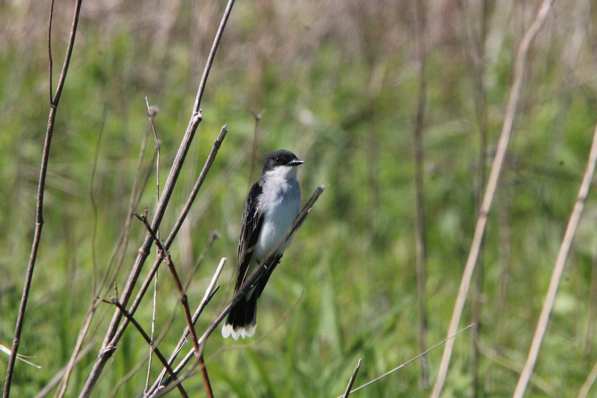 Eastern Kingbird - ML636378737
