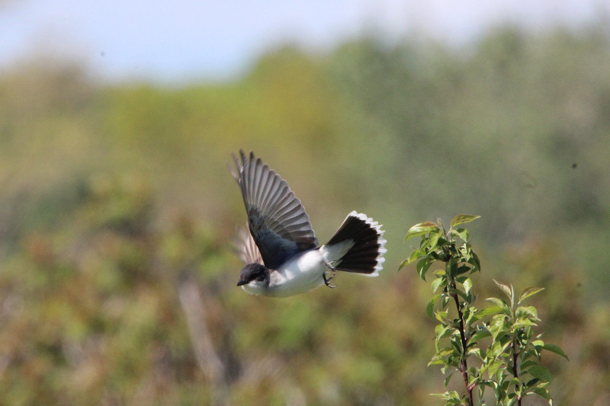 Eastern Kingbird - ML636378744