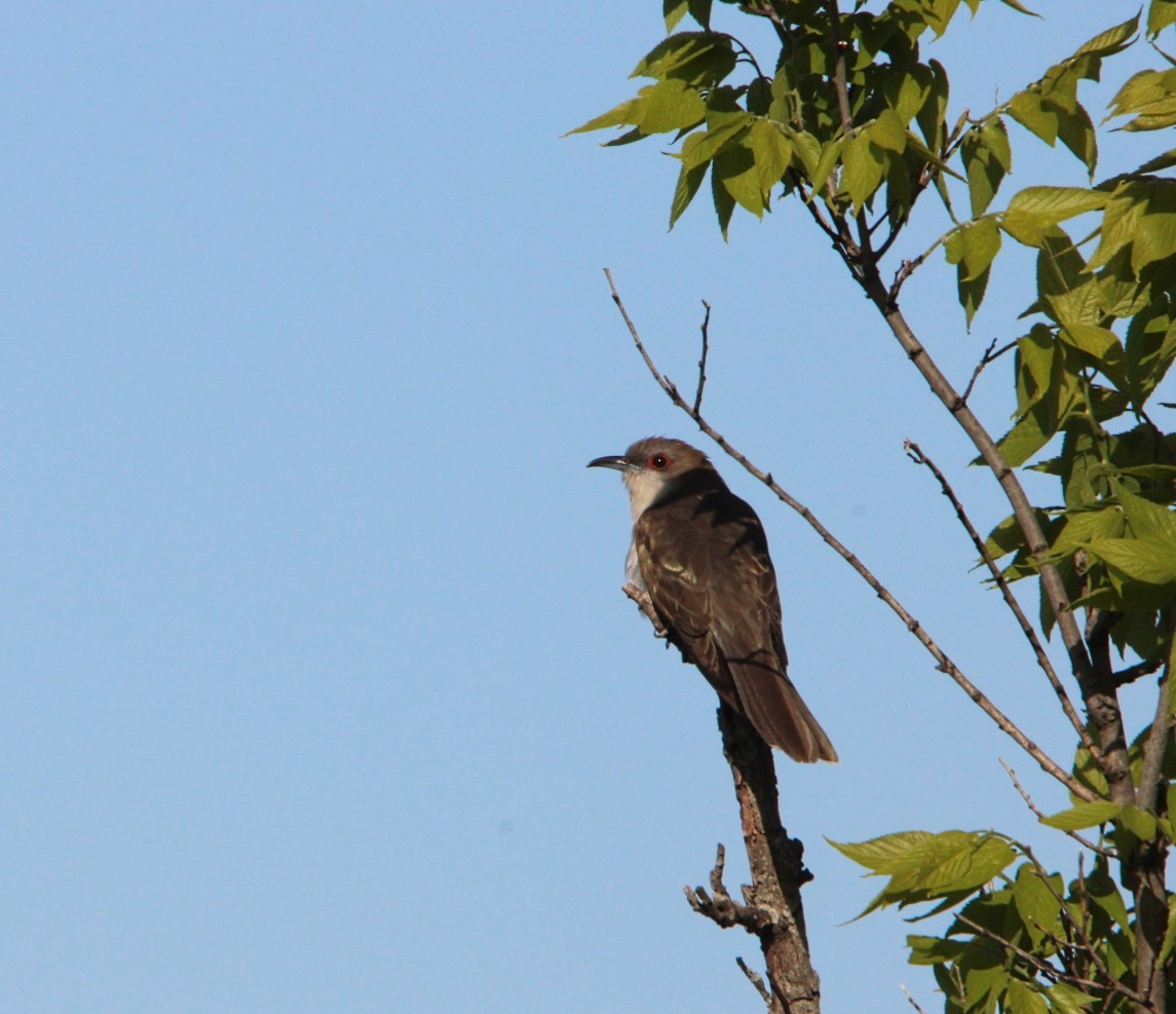 Black-billed Cuckoo - ML636378766
