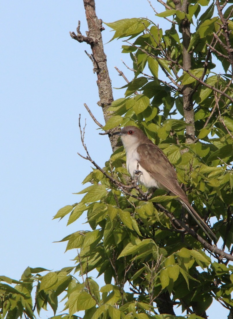 Black-billed Cuckoo - ML636378775