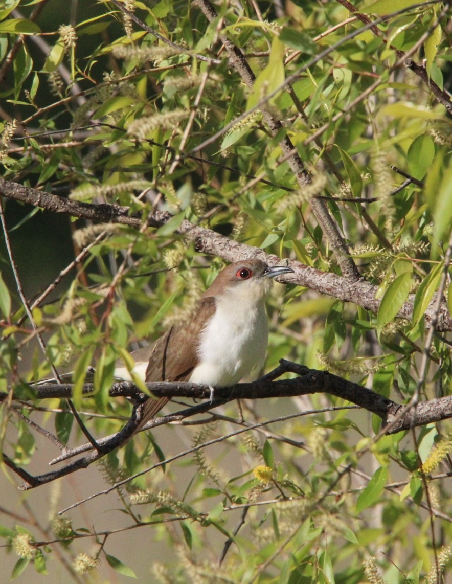 Black-billed Cuckoo - ML636378779