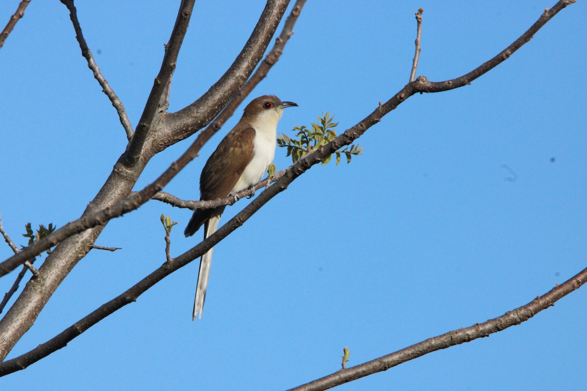 Black-billed Cuckoo - ML636378793