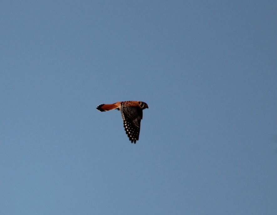 American Kestrel - ML636378896