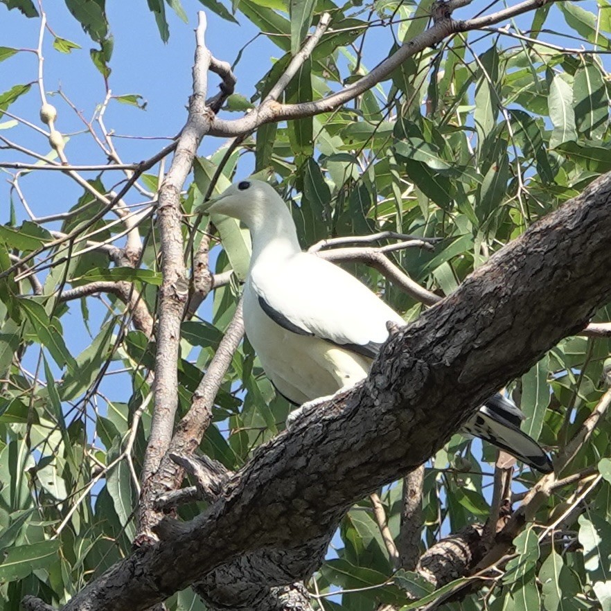 Akça Has Güvercin - ML636379105