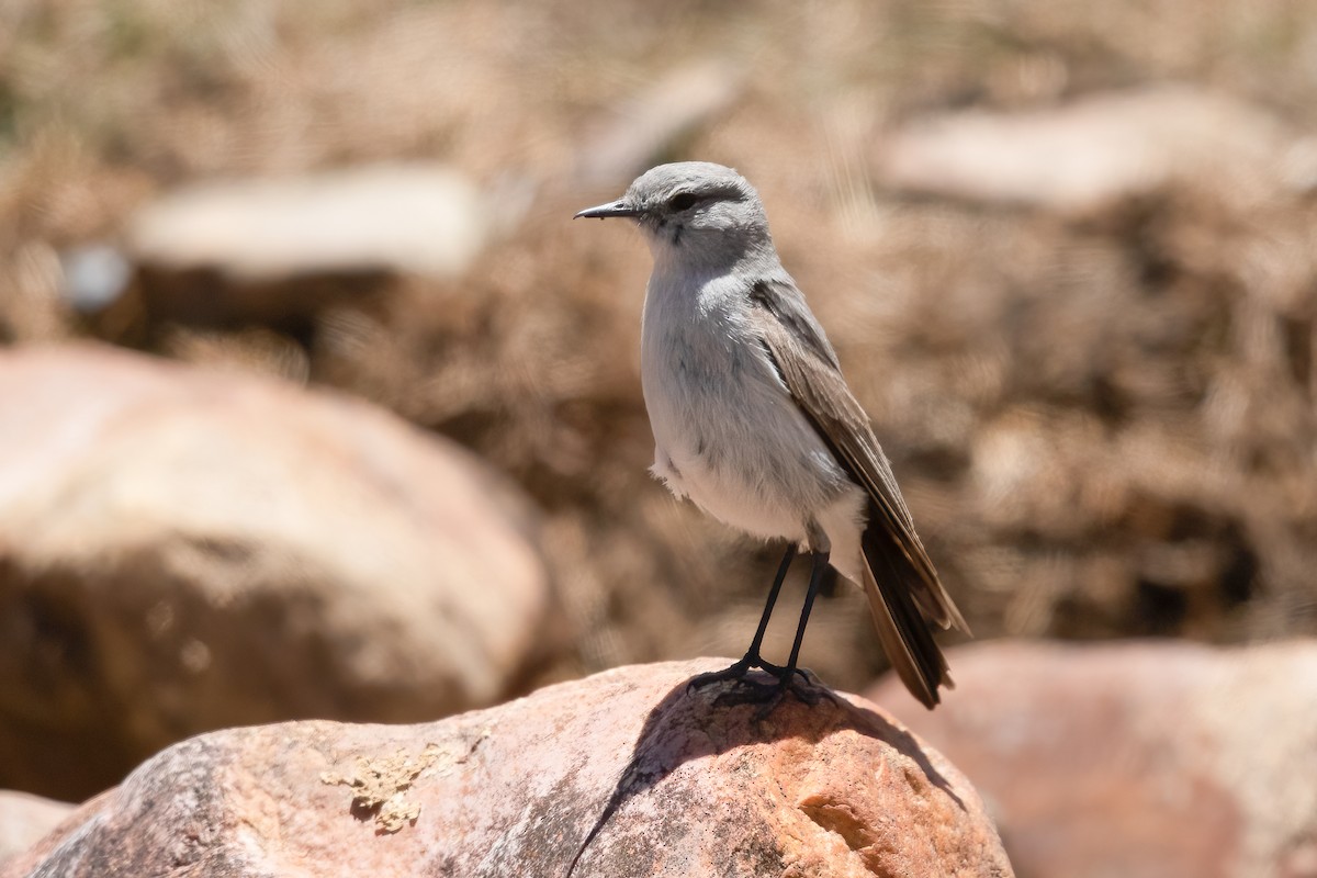 Cinereous Ground-Tyrant - ML636379143