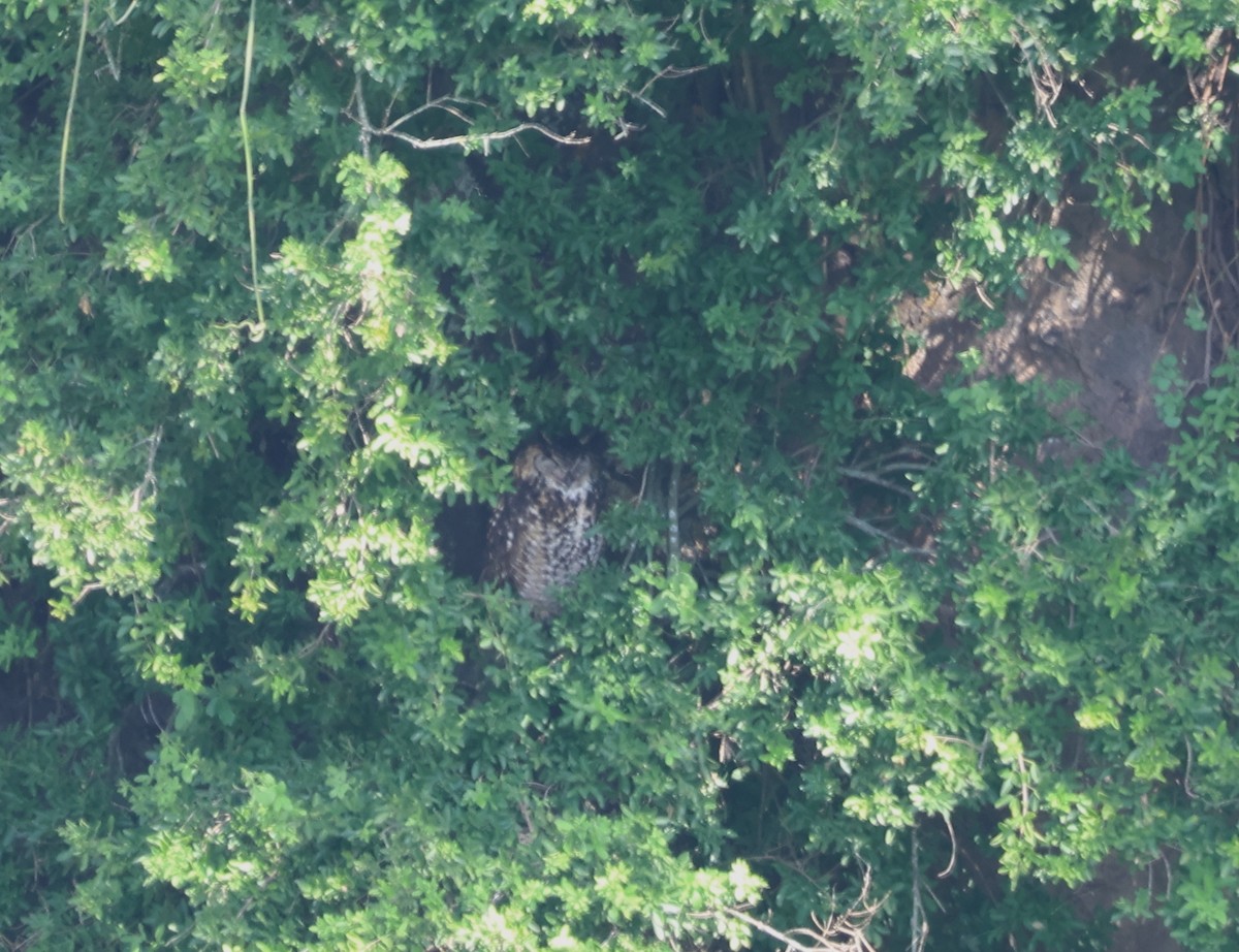 Cape Eagle-Owl - ML636379205