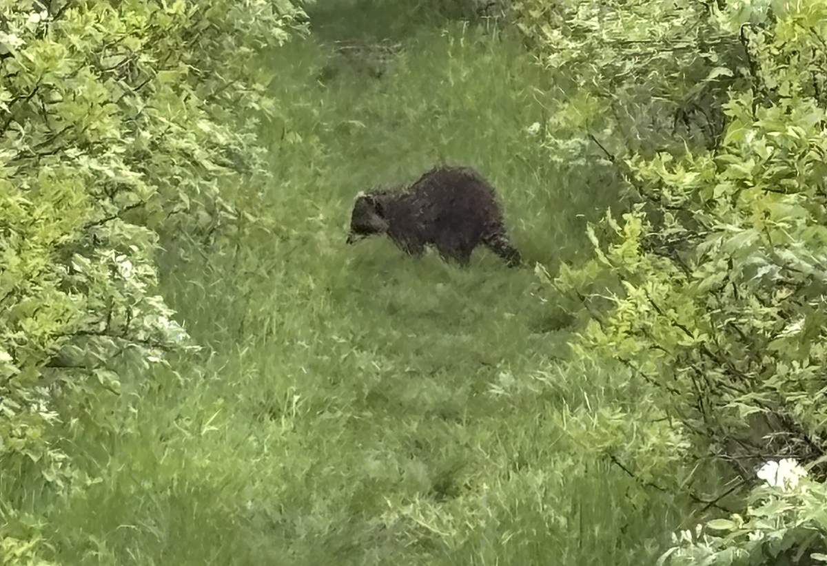 浣熊 - ML636379209