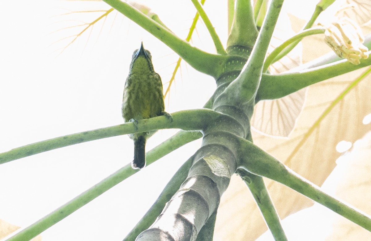 Speckled Tinkerbird - ML636379210