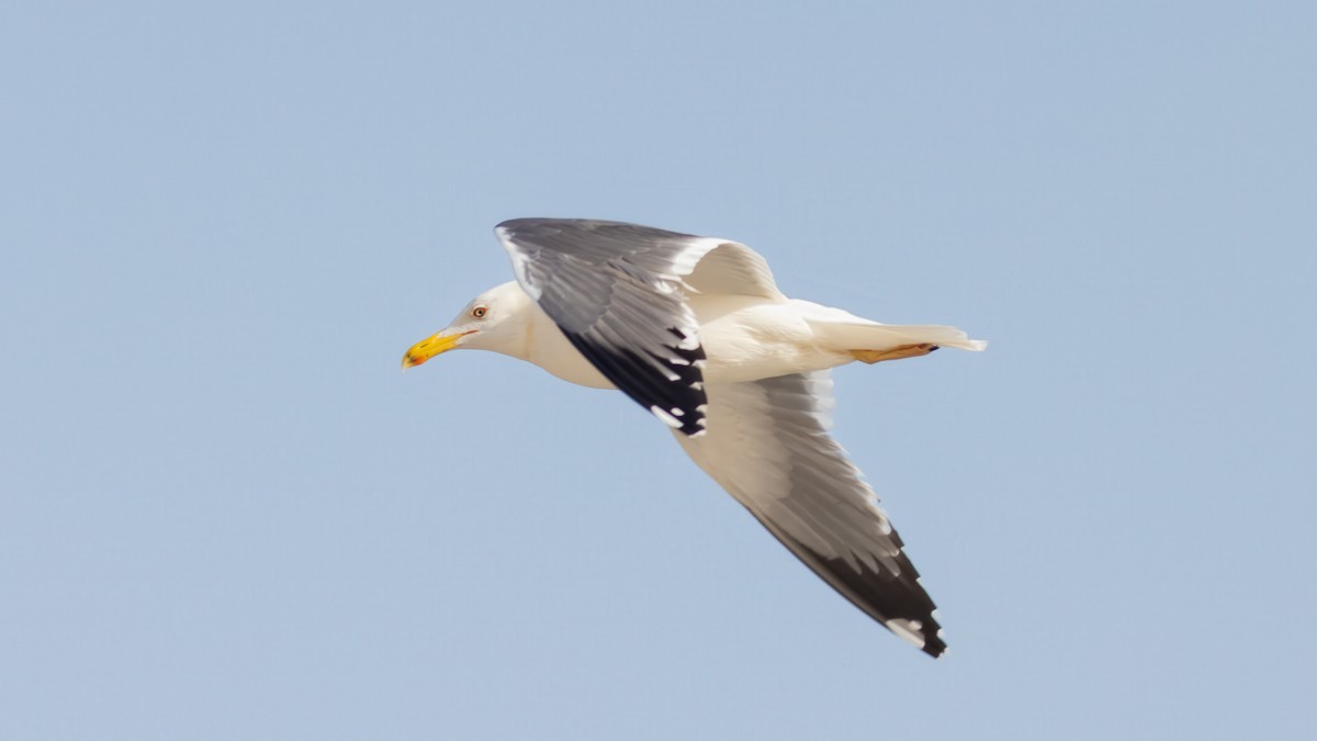sildemåke (barabensis) (kasakhmåke) - ML636379225