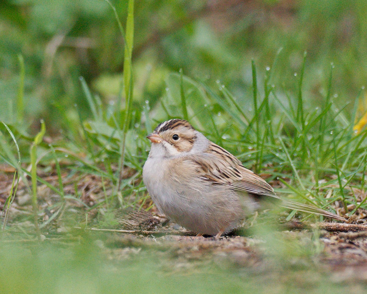 Clay-colored Sparrow - ML636379233