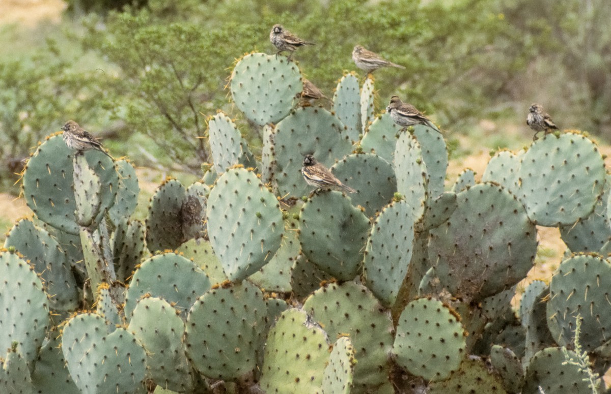 Lark Bunting - ML636379274