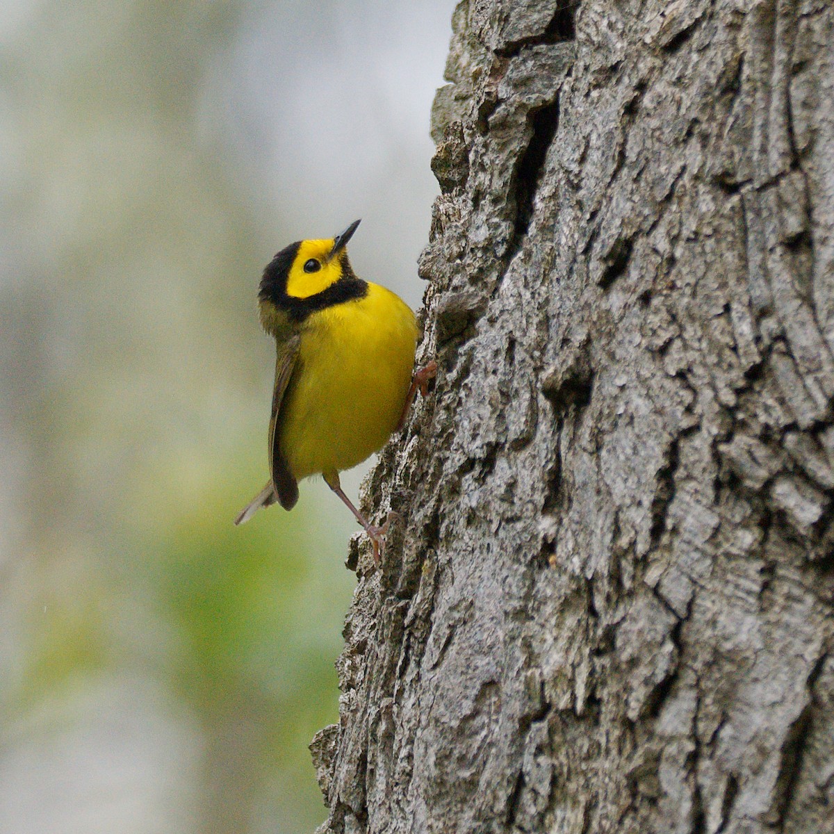 Hooded Warbler - ML636379314