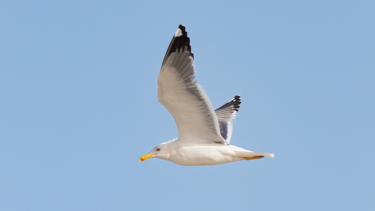 sildemåke (barabensis) (kasakhmåke) - ML636379418