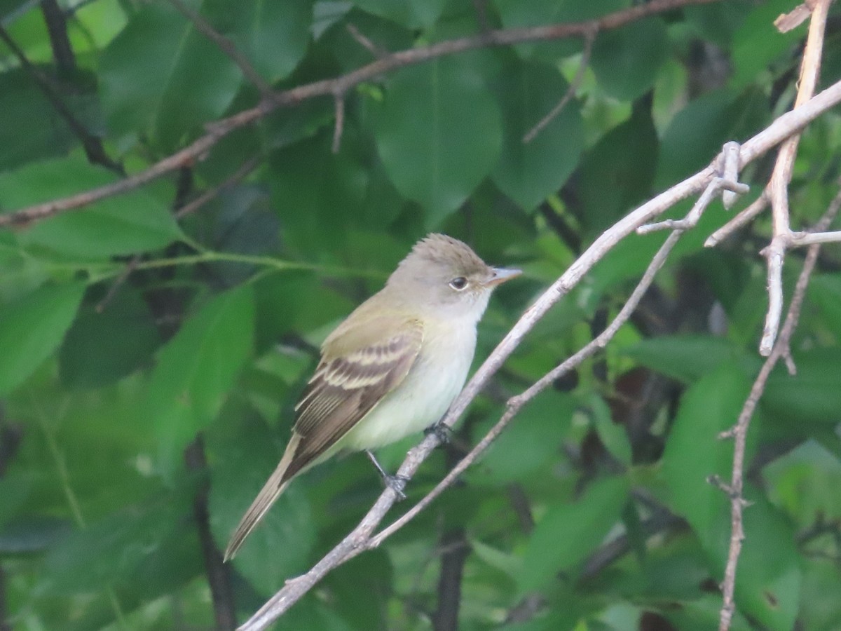 Alder/Willow Flycatcher (Traill's Flycatcher) - ML636379426