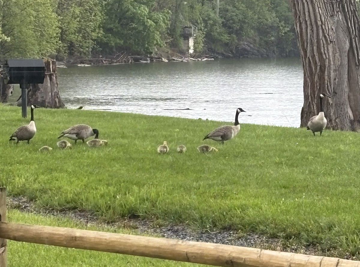 Canada Goose - ML636379515