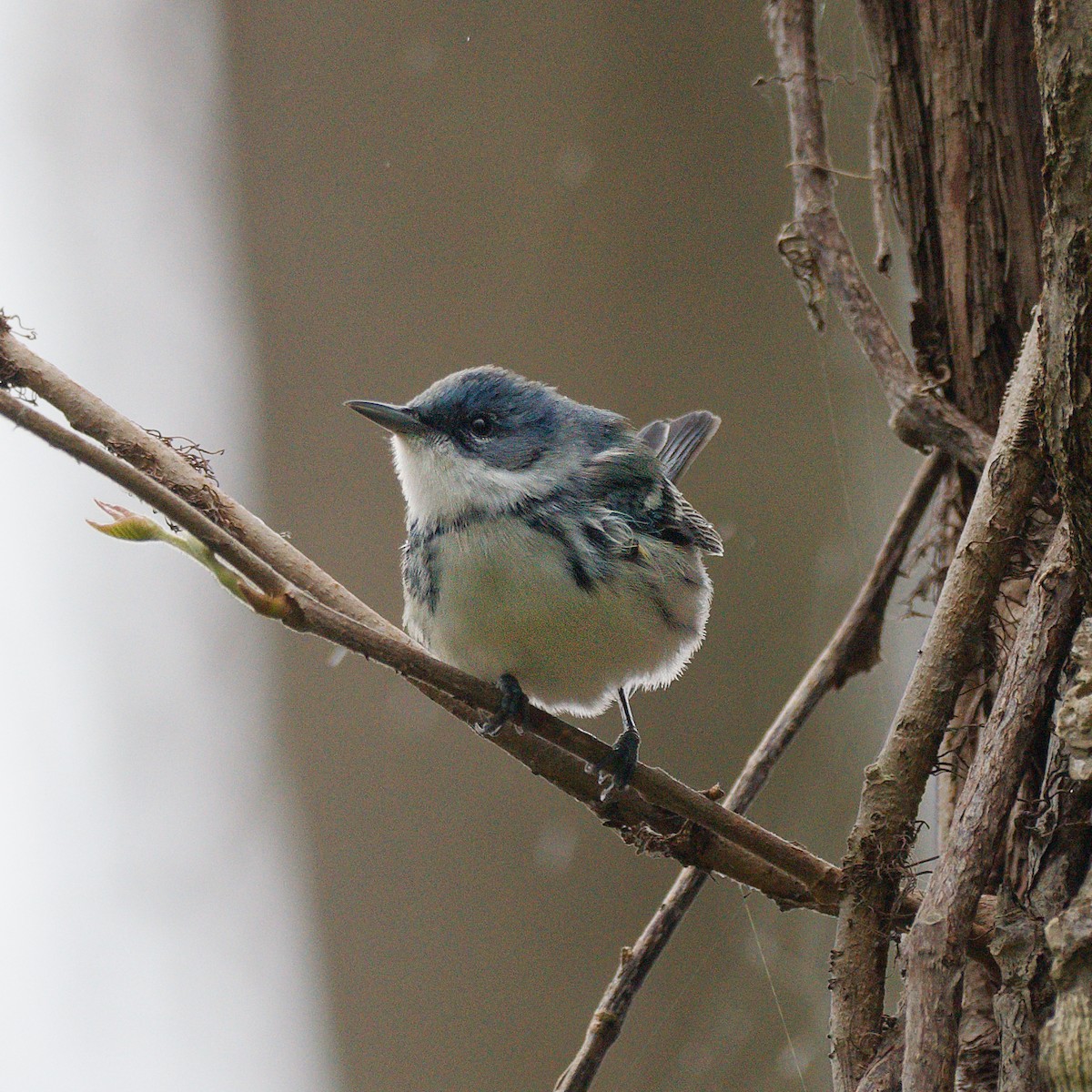 Cerulean Warbler - ML636379523
