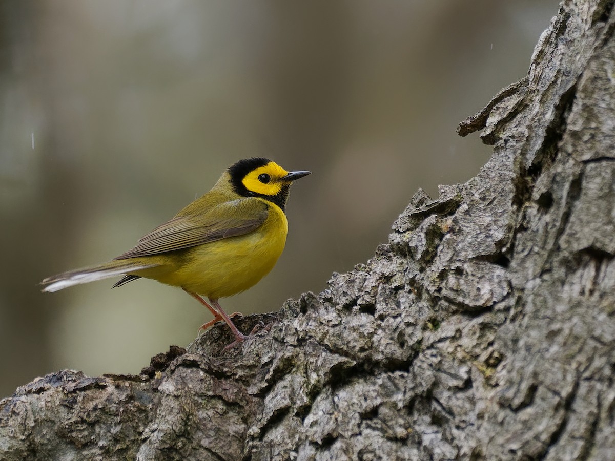 Hooded Warbler - ML636379541