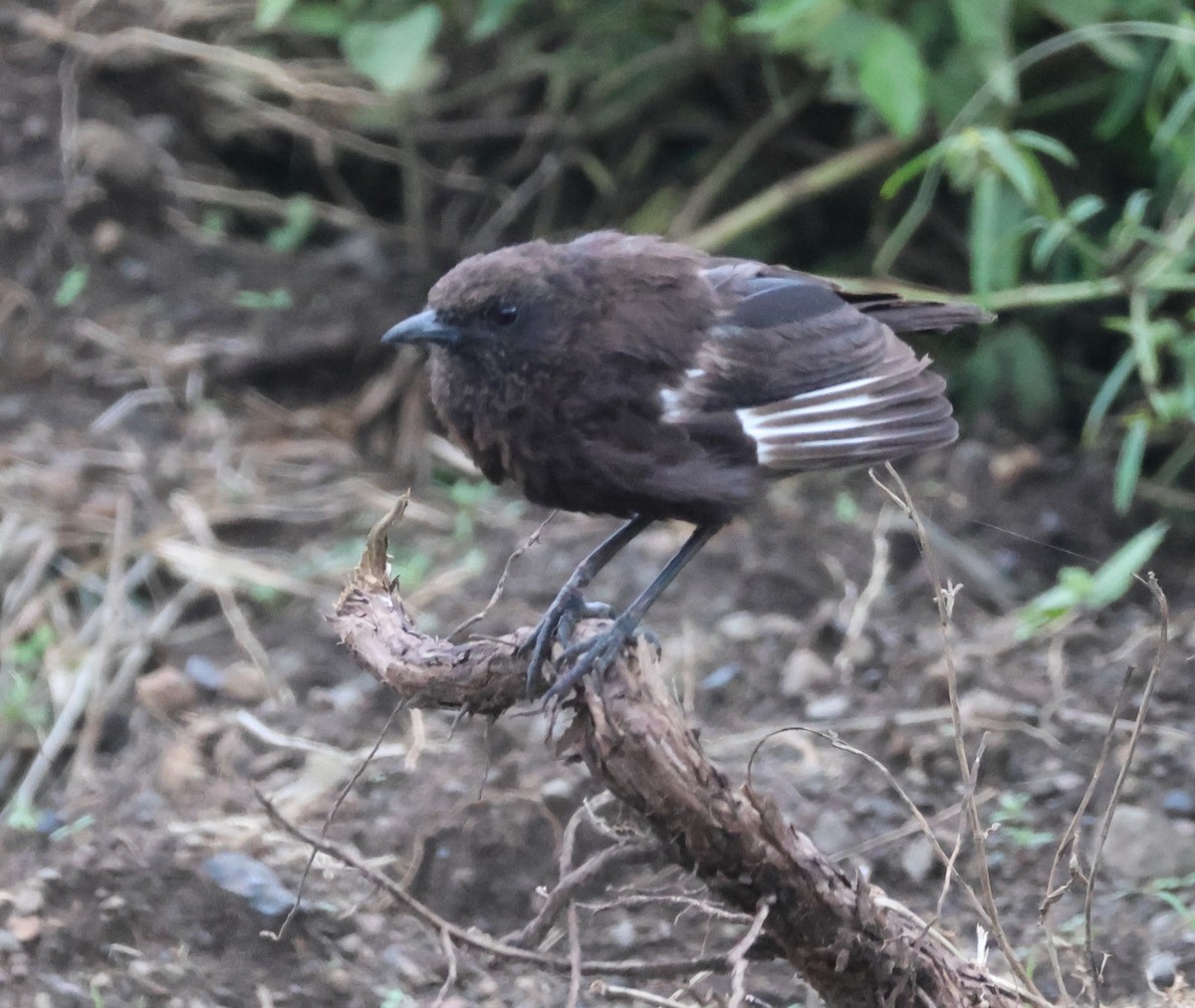 Northern Anteater-Chat - ML636379559