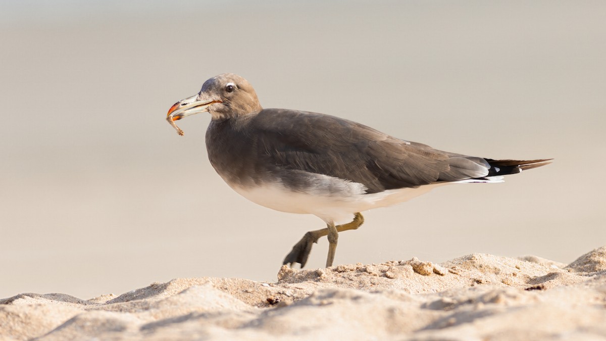 Sooty Gull - ML636379718