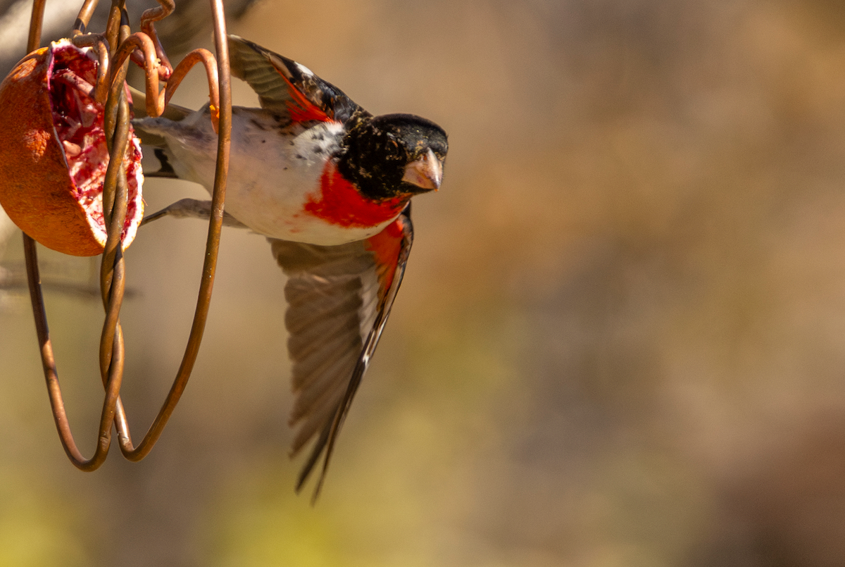 Rosenbrust-Kernknacker - ML636379821