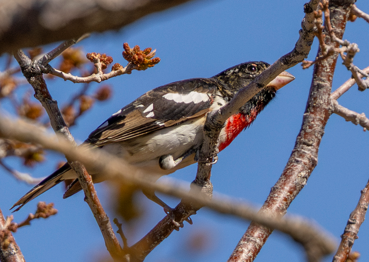 Rosenbrust-Kernknacker - ML636379822