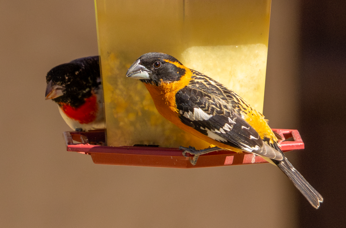 Rosenbrust-Kernknacker - ML636379823