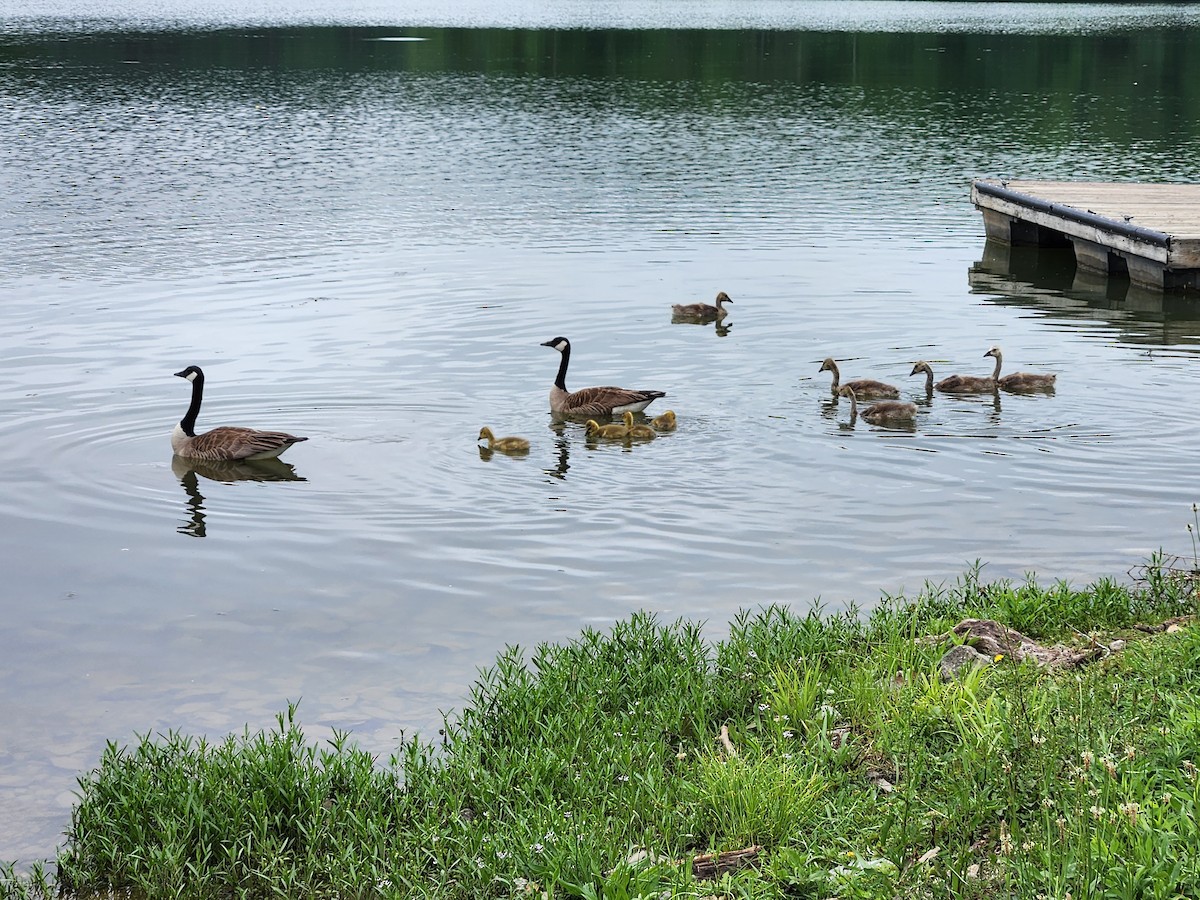 Canada Goose - ML636379890