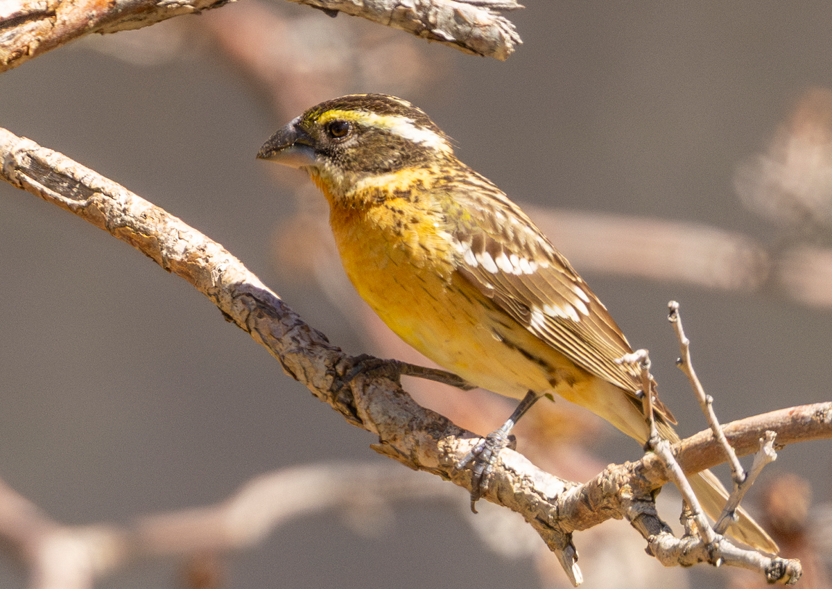 Schwarzkopf-Kernknacker - ML636379937