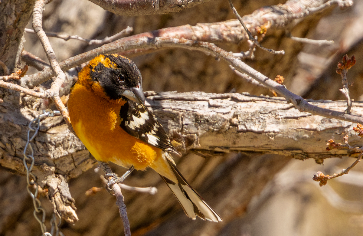 Schwarzkopf-Kernknacker - ML636379938