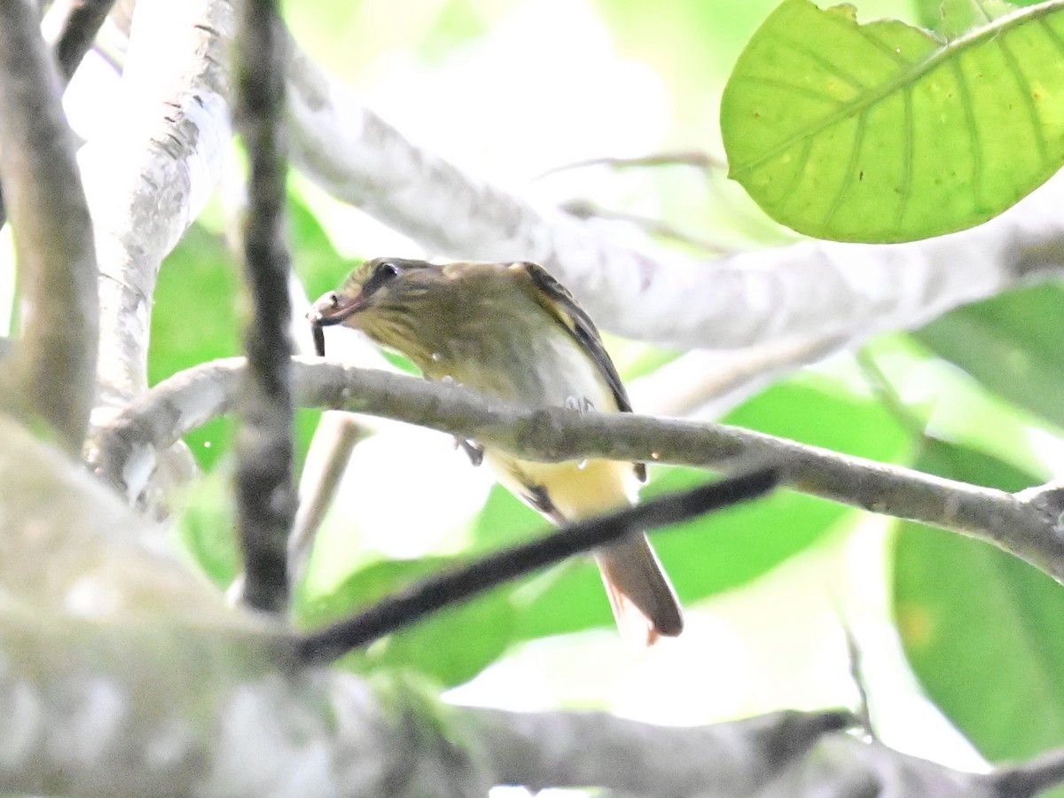 Olive-streaked Flycatcher - ML636380012