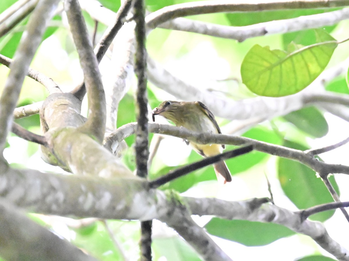 Olive-streaked Flycatcher - ML636380014