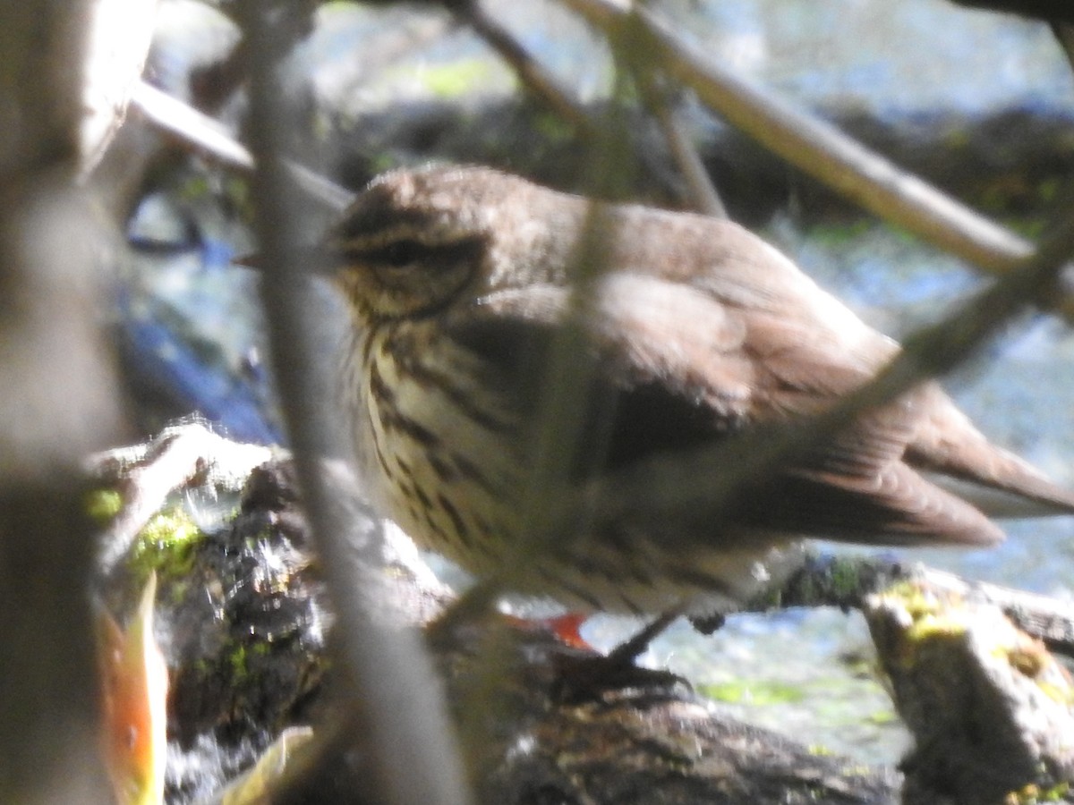 Northern Waterthrush - ML636380136