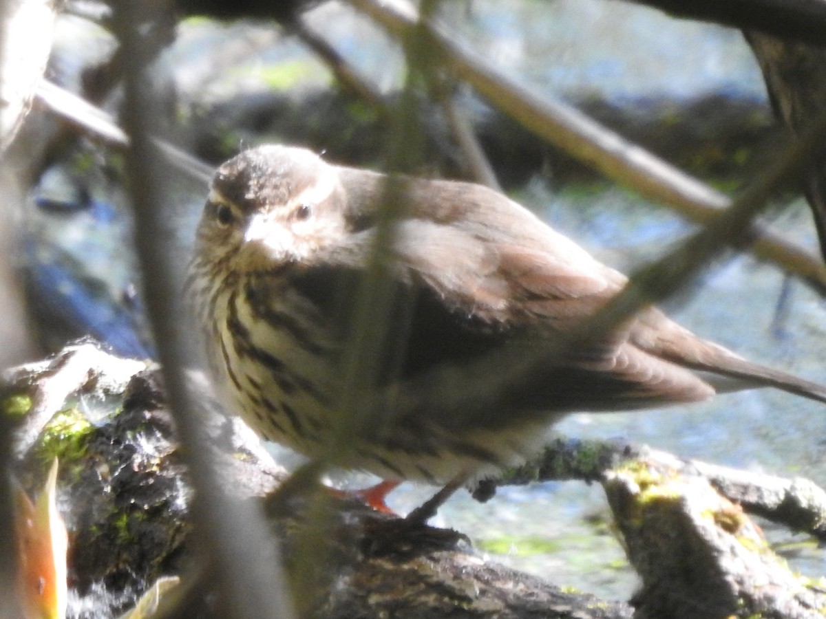Northern Waterthrush - ML636380137