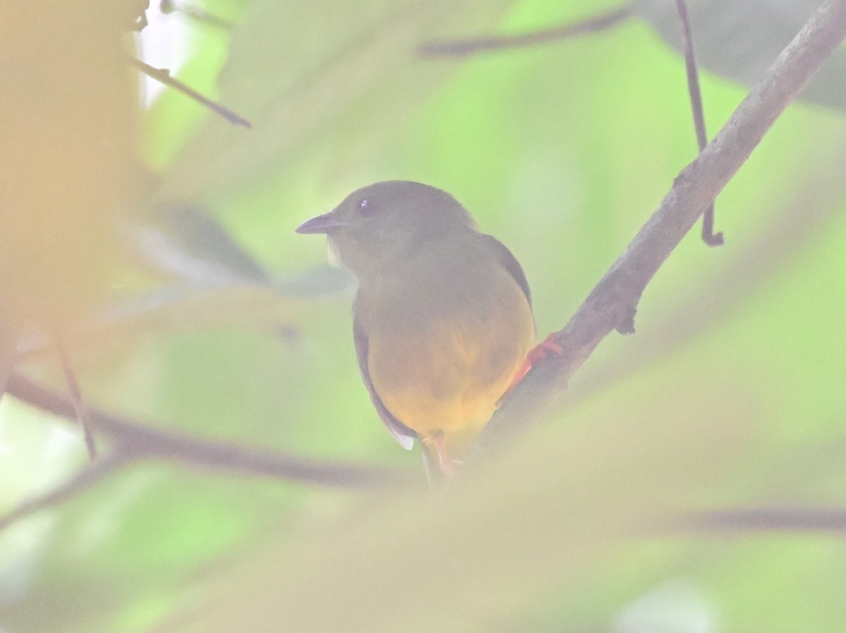White-collared Manakin - ML636380183