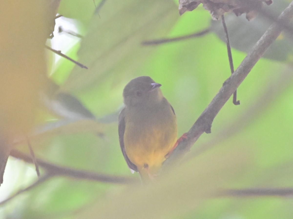 White-collared Manakin - ML636380184