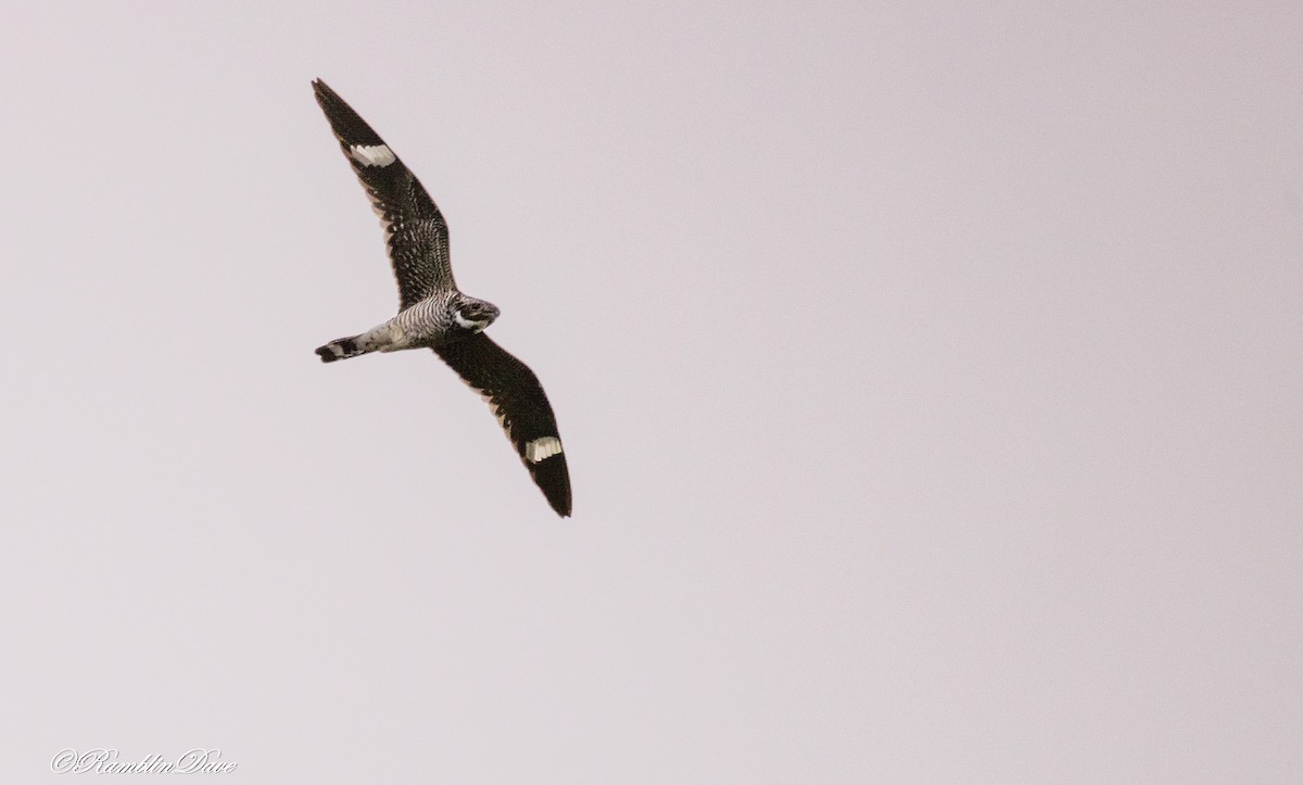 Common Nighthawk - ML636380200