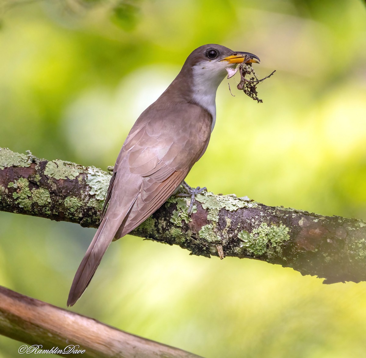 Yellow-billed Cuckoo - ML636380221