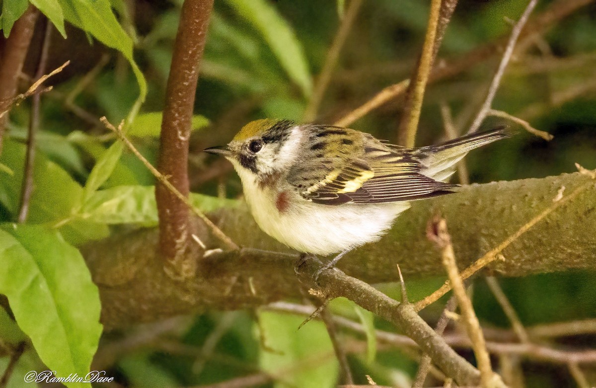 Chestnut-sided Warbler - ML636380263