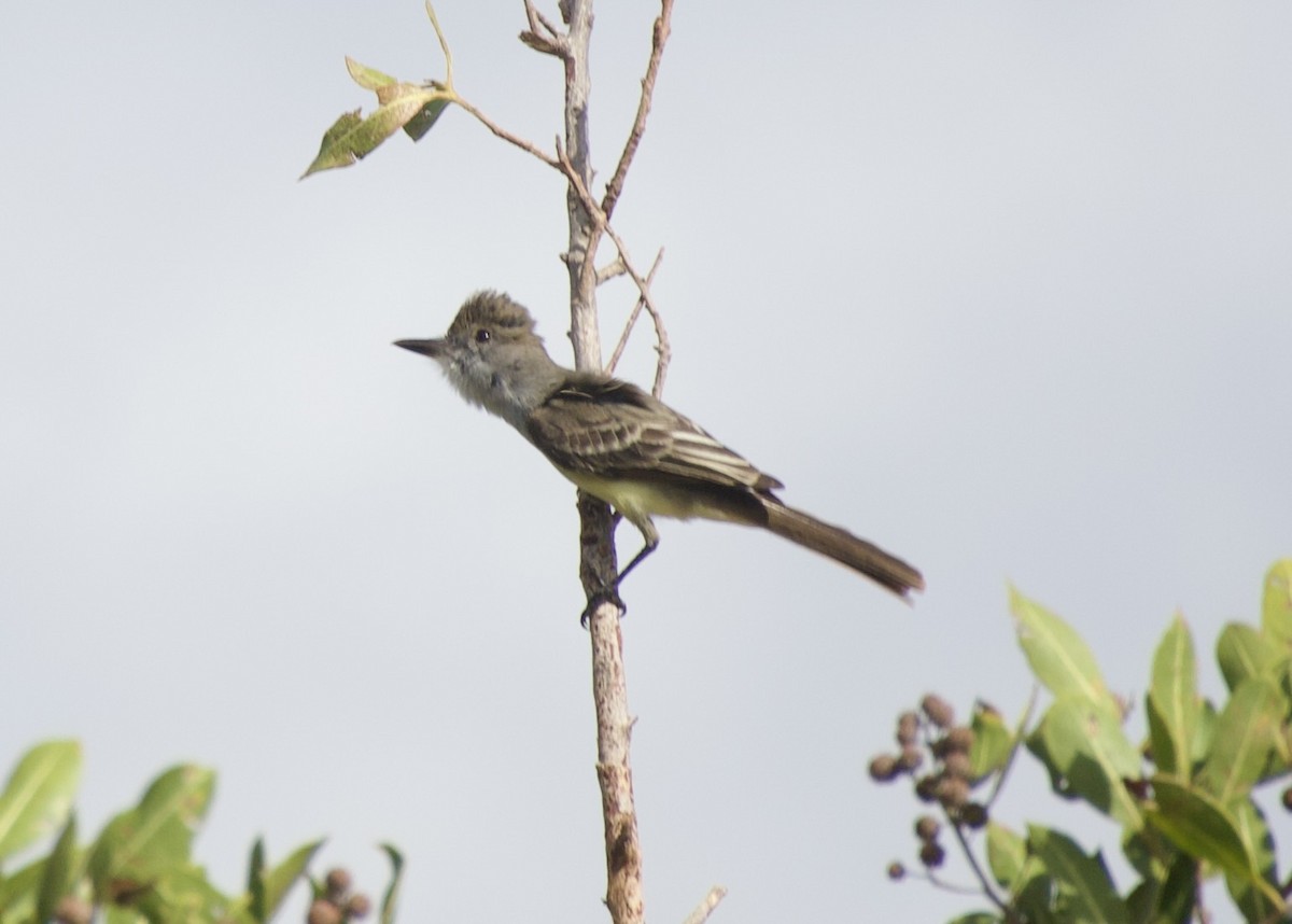 Brown-crested Flycatcher - ML636380308