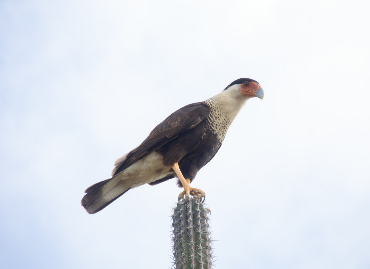 Crested Caracara - ML636380318