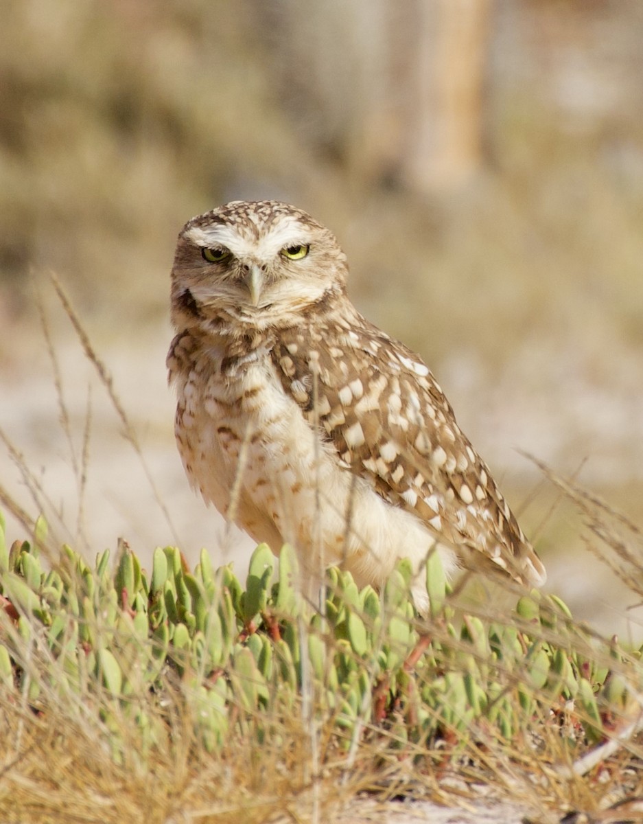 Burrowing Owl - ML636380338