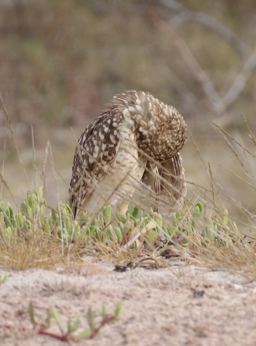 Burrowing Owl - ML636380340