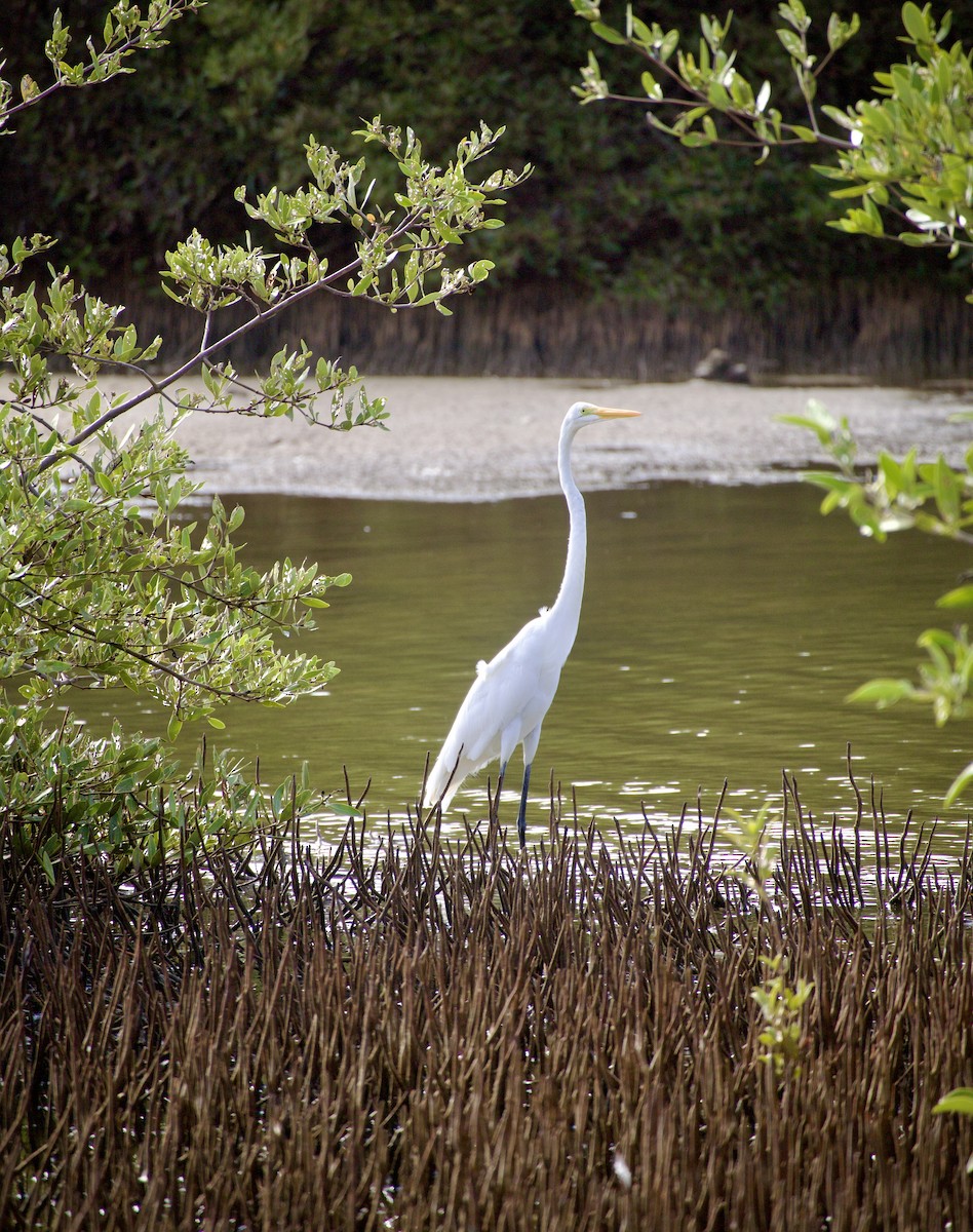 Great Egret - ML636380349