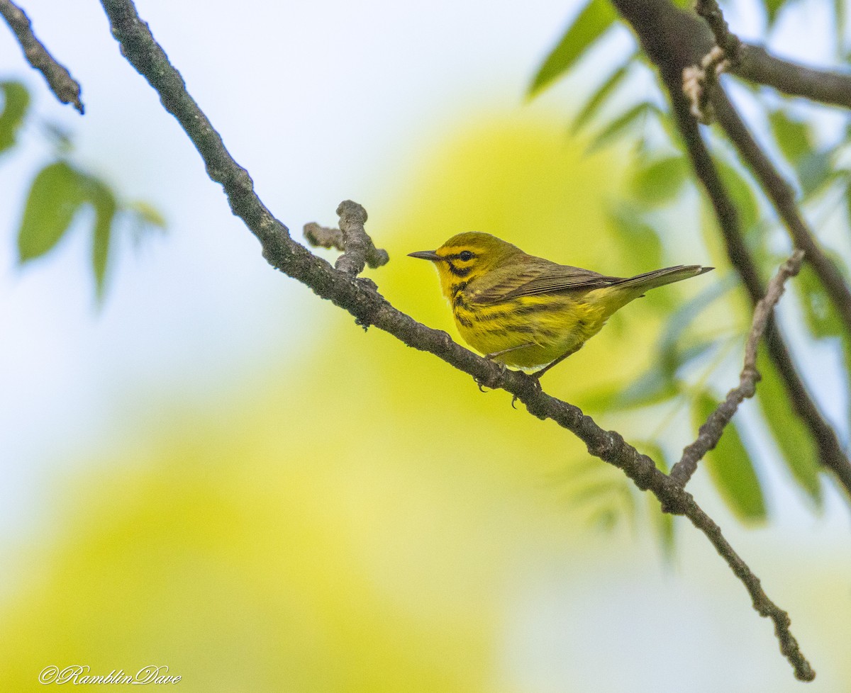Prairie Warbler - ML636380367