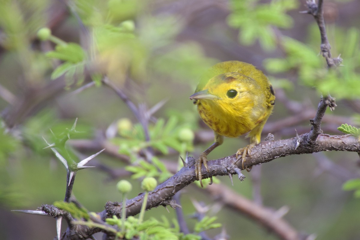 Northern/Mangrove Yellow Warbler - ML636380398