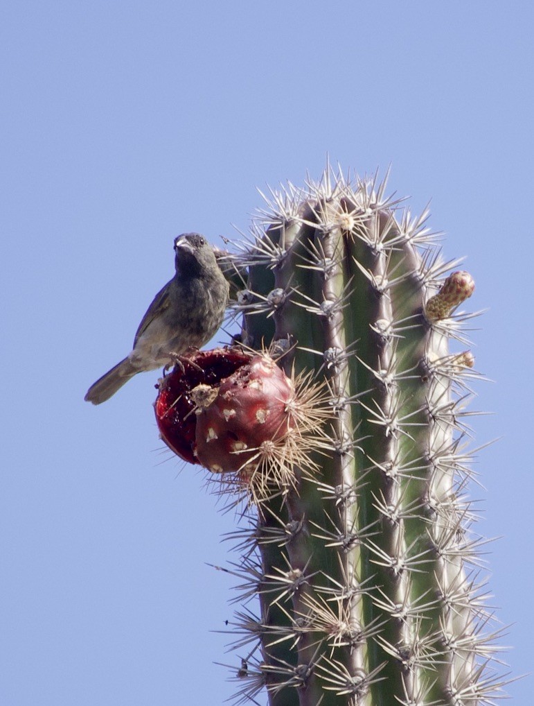Black-faced Grassquit - ML636380410