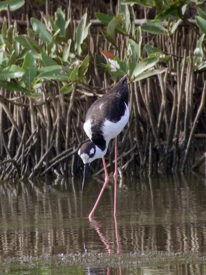 Black-necked Stilt - ML636380437
