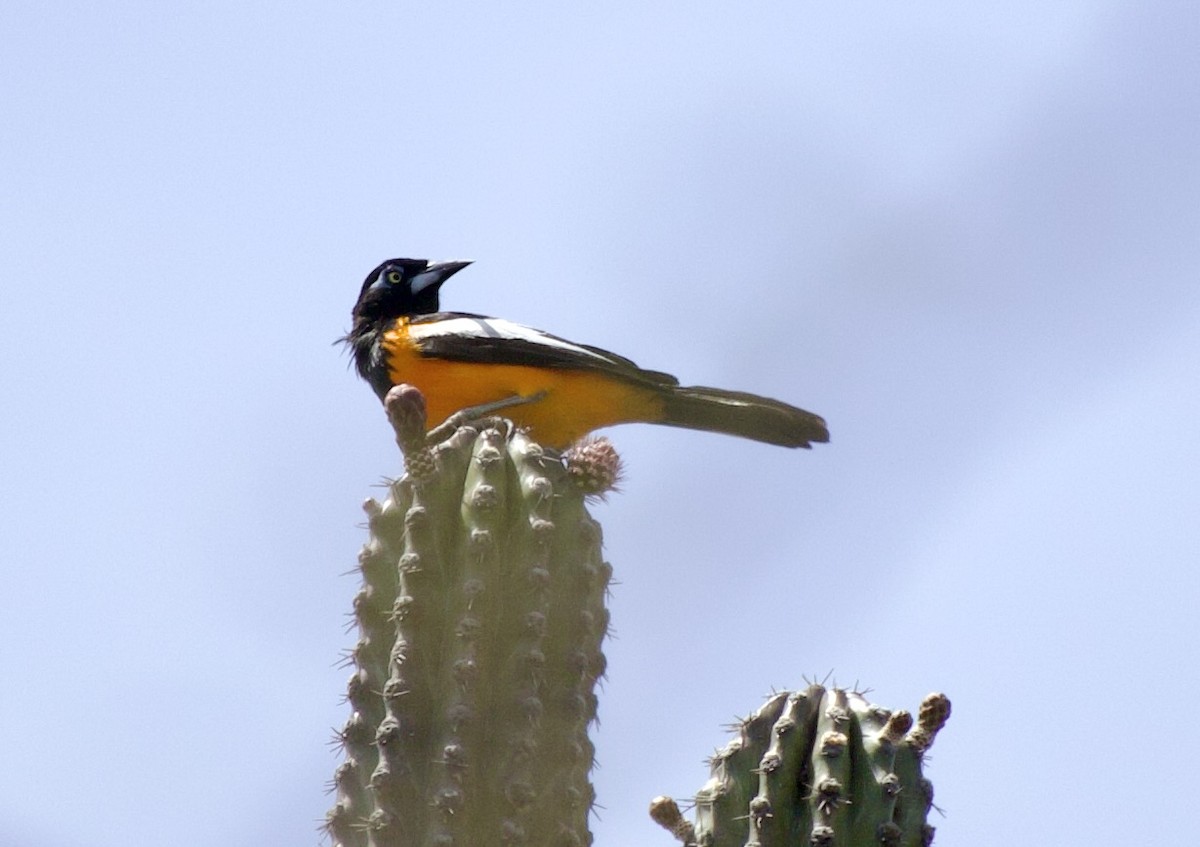 Venezuelan Troupial - ML636380481