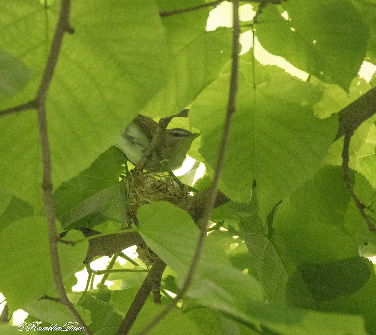 Red-eyed Vireo - ML636380487