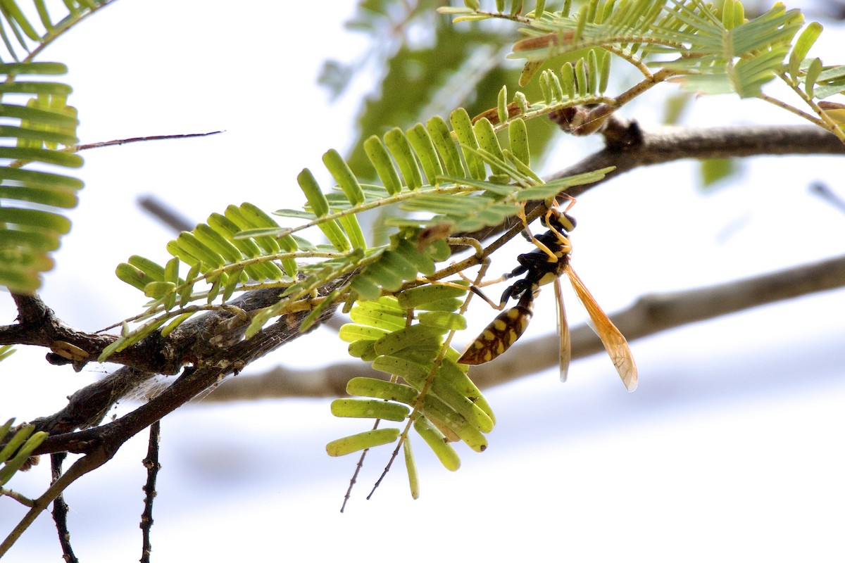 Curaçao Paper Wasp - ML636380555